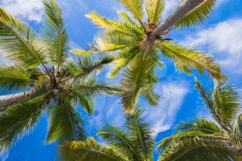 Coconut palm trees under blue sky background, Dominican republic nature