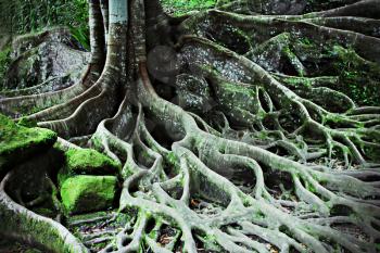 Roots of the magic tree