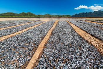 A lot of dried fish under sun