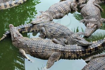 Many crocodiles relax in the water, Thailand
