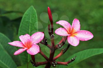 Plumeria (frangipani) - holy flower on Bali and Laos