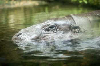The common hippopotamus lying in the water