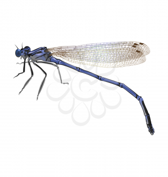 Blue dragonfly with folded wings isolated on white background