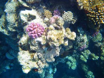 Coral reef underwater. Sea wildlife