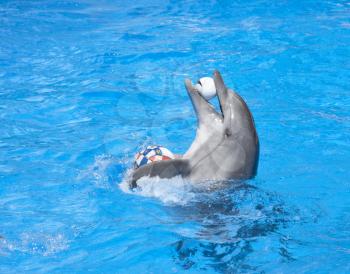 Dancing dolphin with balls at pool