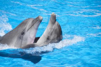 Two dancing dolphins at pool