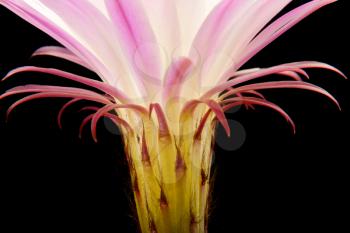 Pink cactus flower isolated on black