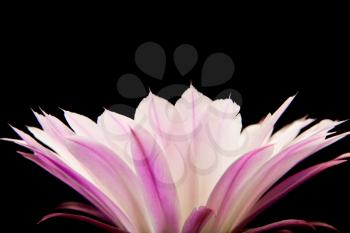 Pink cactus flower isolated on black