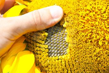 Farmer checking ripe sunflower. Close-up