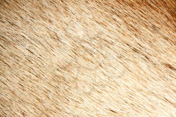 Fur surface. Texture or background