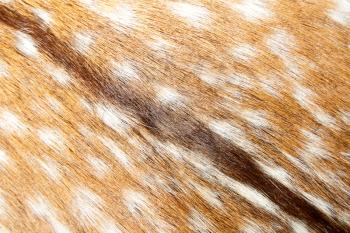 Gazelle fur. Texture or background