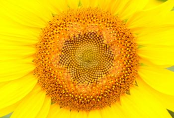 Sunflower head. Texture or background