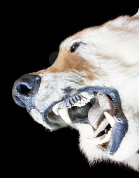 Angry polar bear open mouth. Isolated