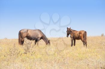 Two grazing horses on meadow