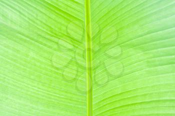 Lush green palm leaf. Background or texture