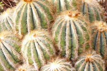 Close-up of green sharp cactuses