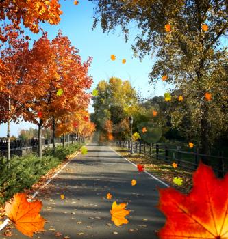 Autumn avenue with trees with orange leaves while winding