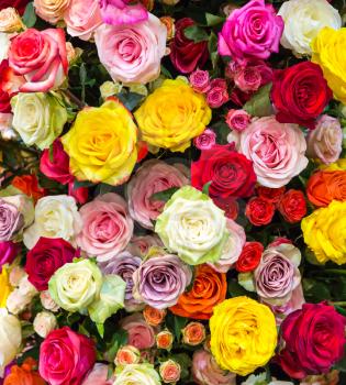 Fresh spring colorful roses background