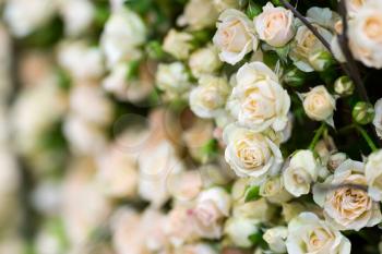 Tiny white roses. Closeup view