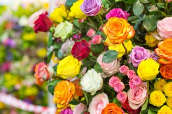 Closeup view of fresh colorful roses