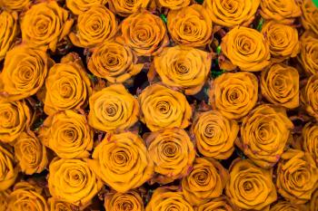 Fresh spring gold roses. Texture or background