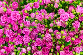 Fresh spring pink roses background