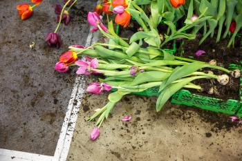 Broken tulips on the floor
