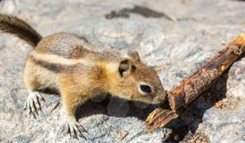 Closeup of ground squirrel smelling wooden twig. Rocky background.