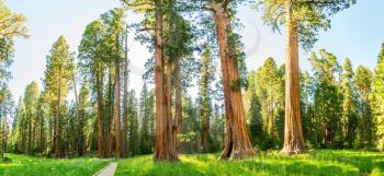 Grove with giant pine tree forest panorama at Sequoia National Park, California USA