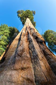 Bottom view on Huge Redwood Tree in Sequoia National Park at Sierra Nevada east of Visalia in California USA