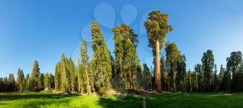 Green meadow against huge pine tree forest panoramic view at Sequoia National Park, California USA