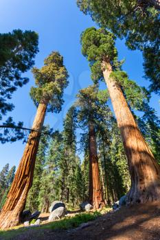 Bottom view on giant pine trees at Sequoia National Park, California USA
