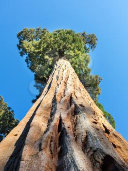 Giant Sequoia redwood trees with blue sky in Sequoia National Park, California USA