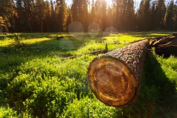 Cuted tree on green meadow at sunset in Sequoia National Park, California USA