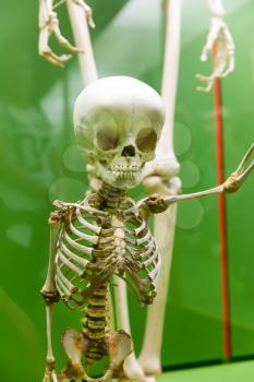Closeup of baby skeleton in museum isolated on green background.