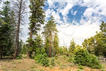 Pine tree forest at sunny day, Bryce Canyon National Park, Utah USA