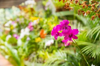 Peradeniya flower, Ceylon tropical flora closeup view. Sri Lanka nature landscape