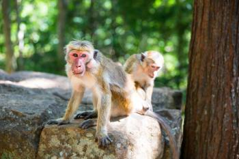 Monkeys sitting on the stone in old buddha temple on Ceylon. Macaques on Sri Lanka. Widlife scene, Asia