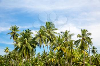 Scenic tropical jungle forest, Ceylon nature. Sri Lanka scenery