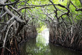 Jungle river and tropical mangroves on Ceylon. Sri-Lanka landscape