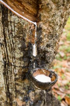 Rubber tree with milk droping in a pot closeup view. Ceylon tropical forest