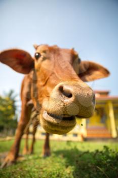 Little calf mug eating grass closeup. Cow is a sacred animal in sri lanka. Asia culture, bubbhism religion