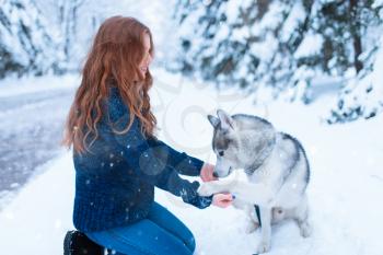 Cute female master on dog training with siberian husky, snowy forest on background. Cute girl with funs with charming pet