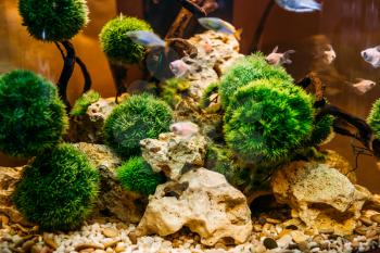 Aquarium algae, elements of flora in fishbowl, closeup, pet shop