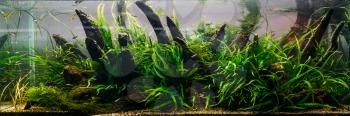 Aquarium algae, elements of flora in fishbowl, closeup, pet shop. Background