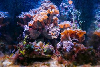 Aquarium, elements of flora in fishbowl, closeup, pet shop. Corals and algae, water with blue backlight