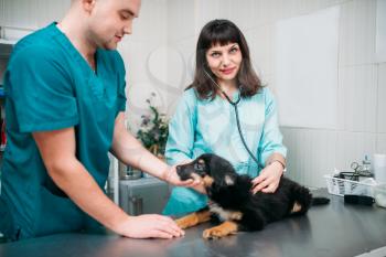 Professional veterinarians examining dog, veterinary clinic. Vet doctors working, treatment a sick dog