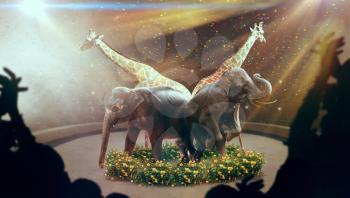 Elephants and giraffes, show on arena in the circus. African animals, high skill in performance