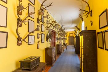 The hall of trophies, deer antlers, Europe. European museum, famous places for travel and tourism