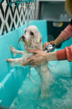 Female groomer with shower washes cute dog in special bath, grooming salon. Woman with small pet prepares to cut off fur, groomed domestic animal